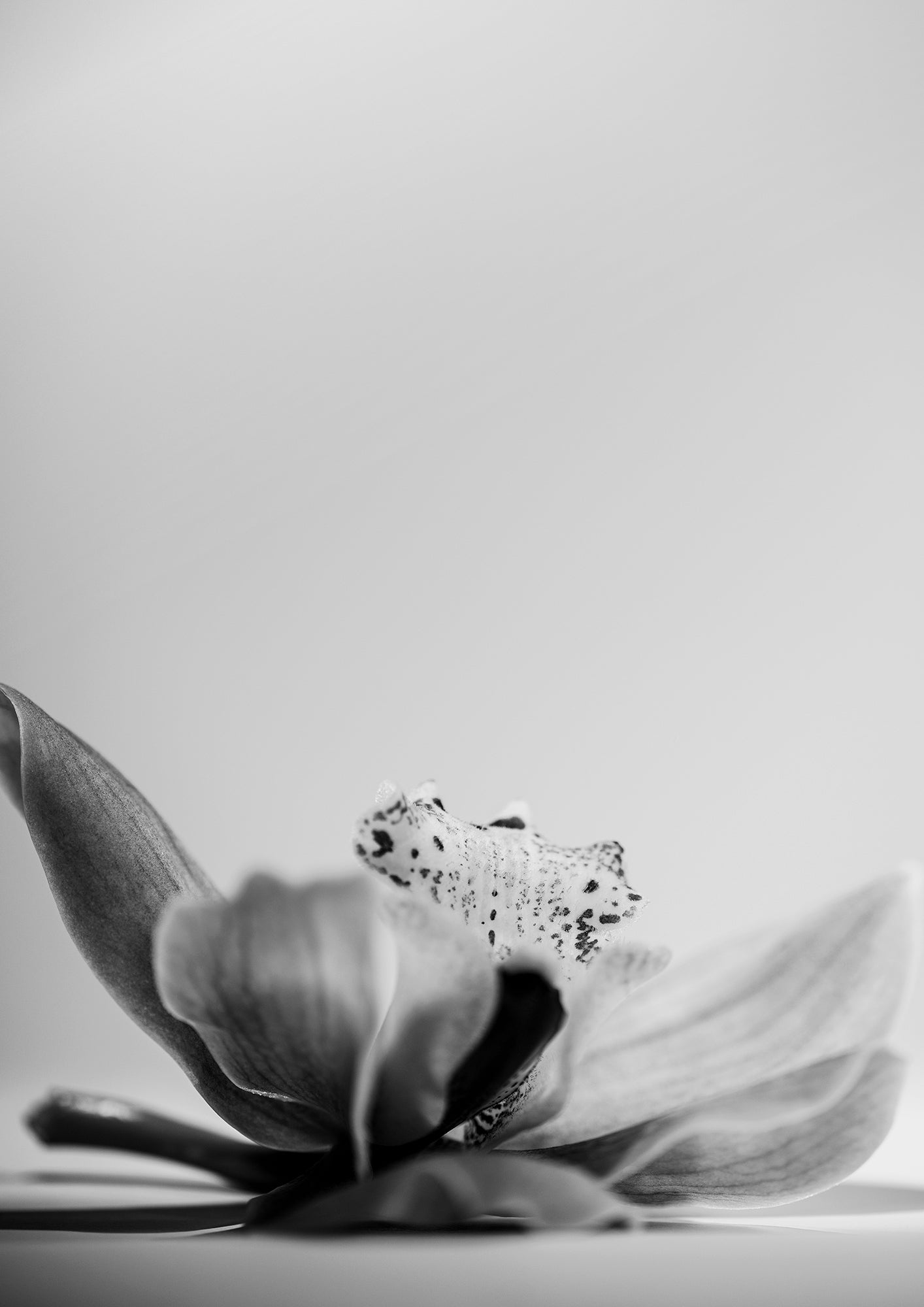 WHISPERS OF TRANQUILITY - LE
