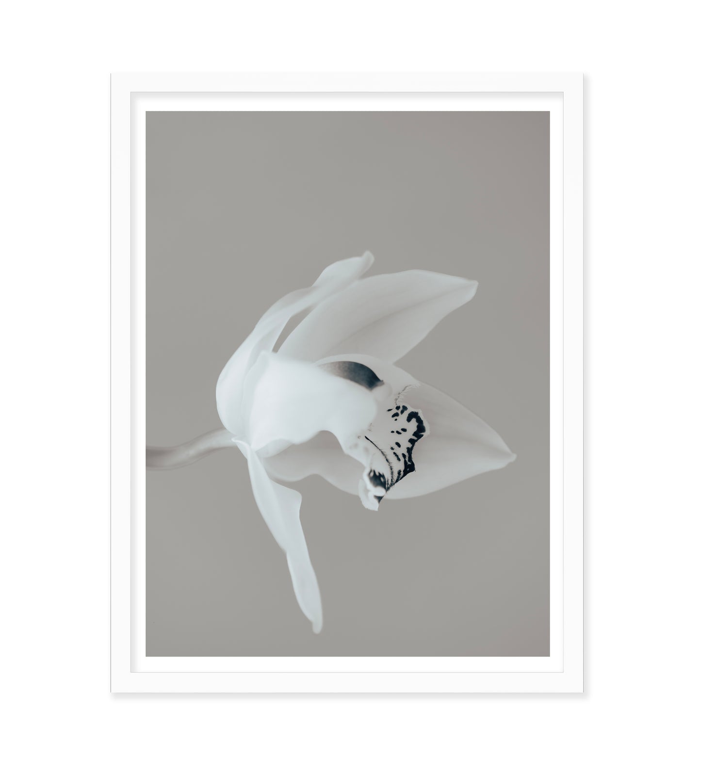CHARMING BEAUTY - LE