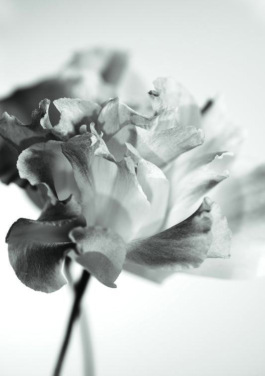 DANCE THE NIGHT AWAY - LE