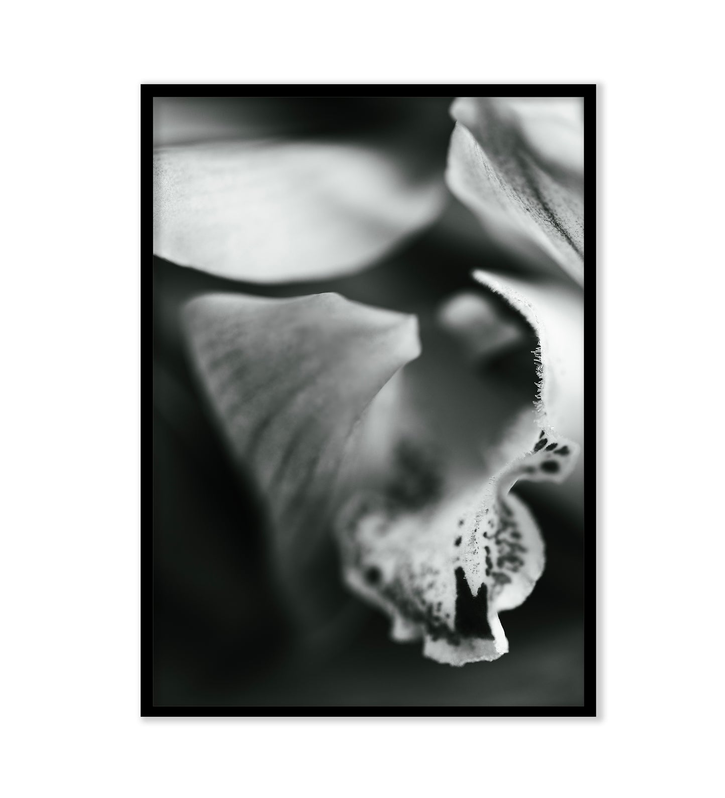 LOST IN THE STRANDS - LE