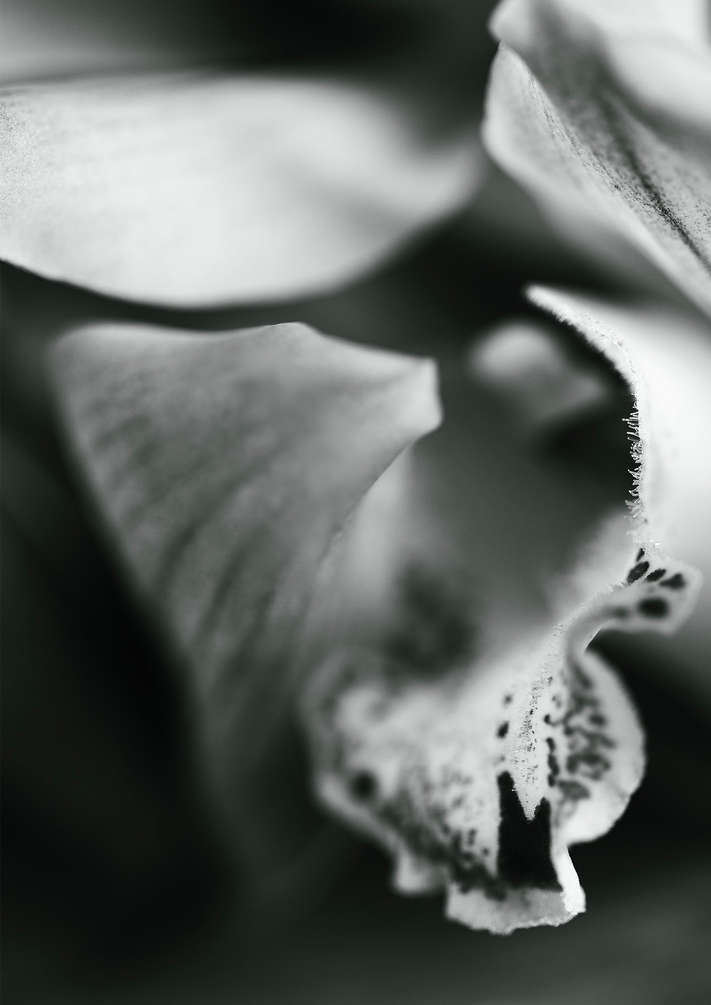 LOST IN THE STRANDS - LE