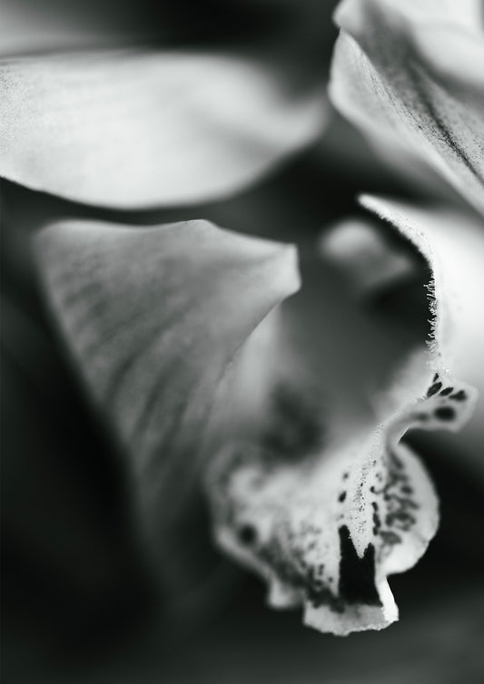 LOST IN THE STRANDS - LE