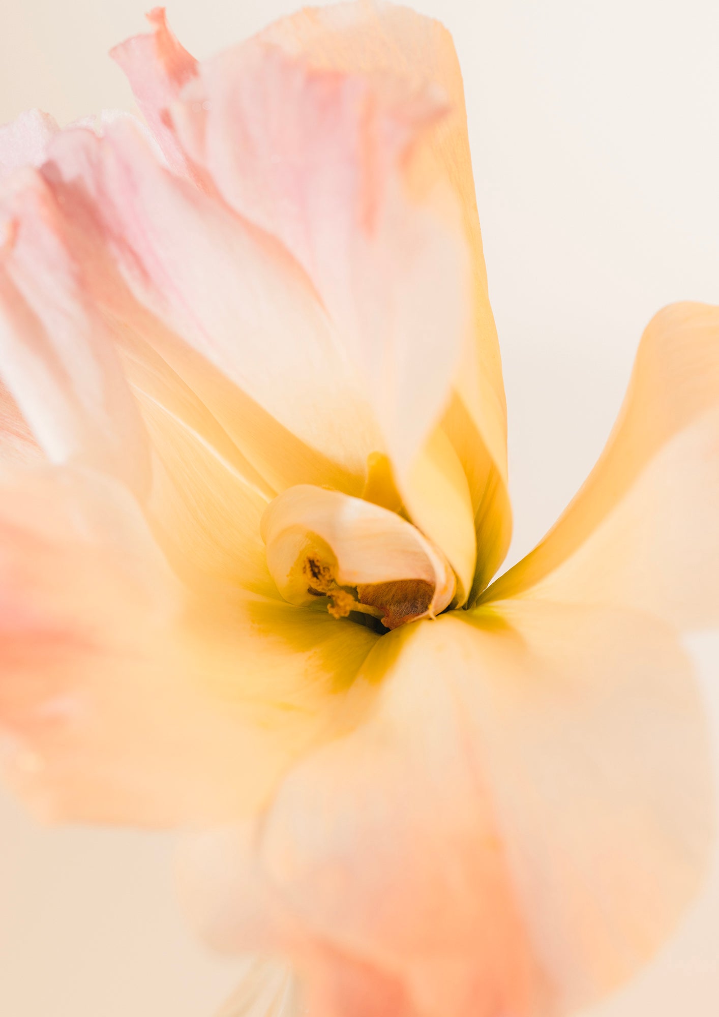 PEACEFUL EMBRACE - LE