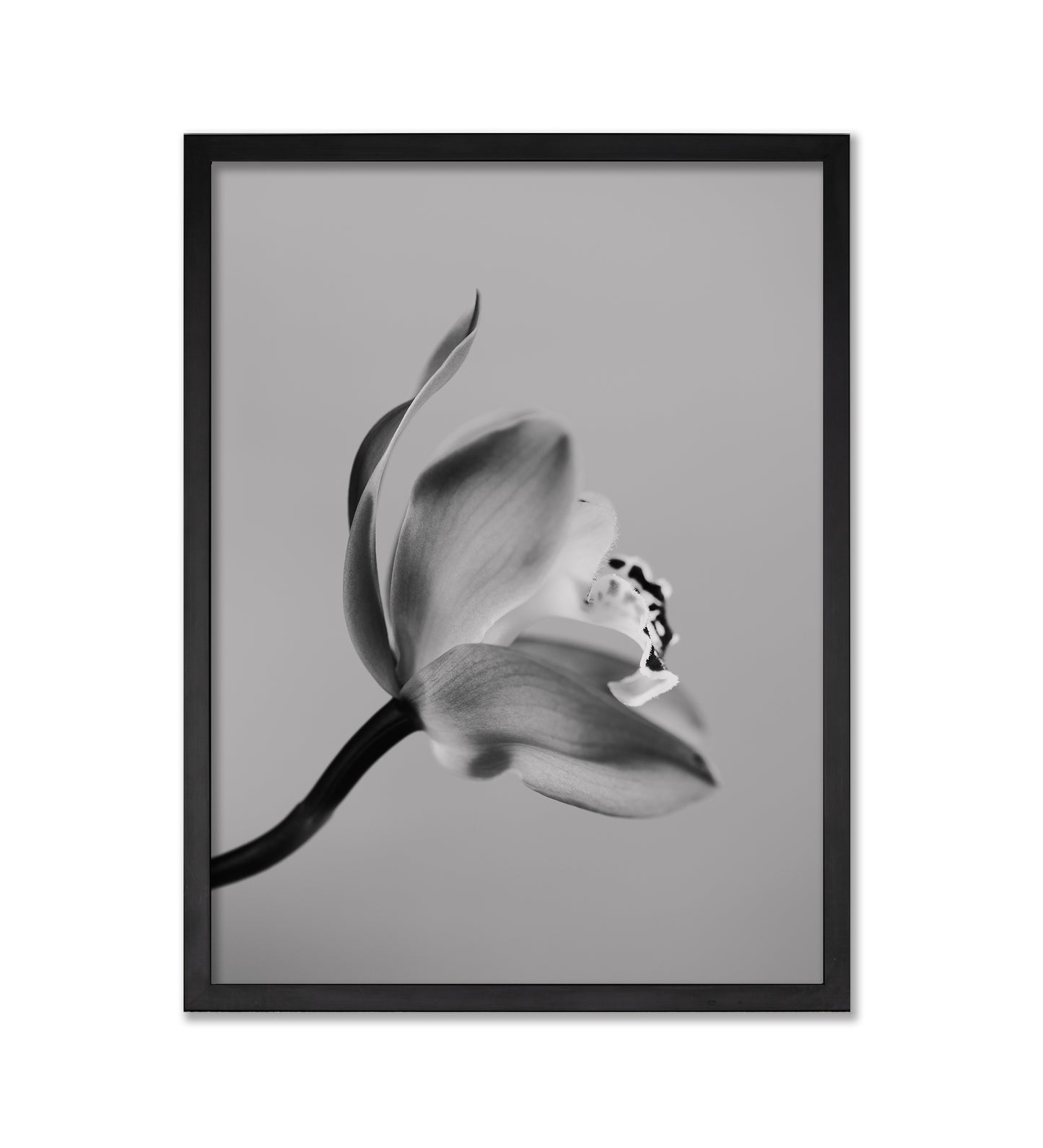 SERENITY - LE