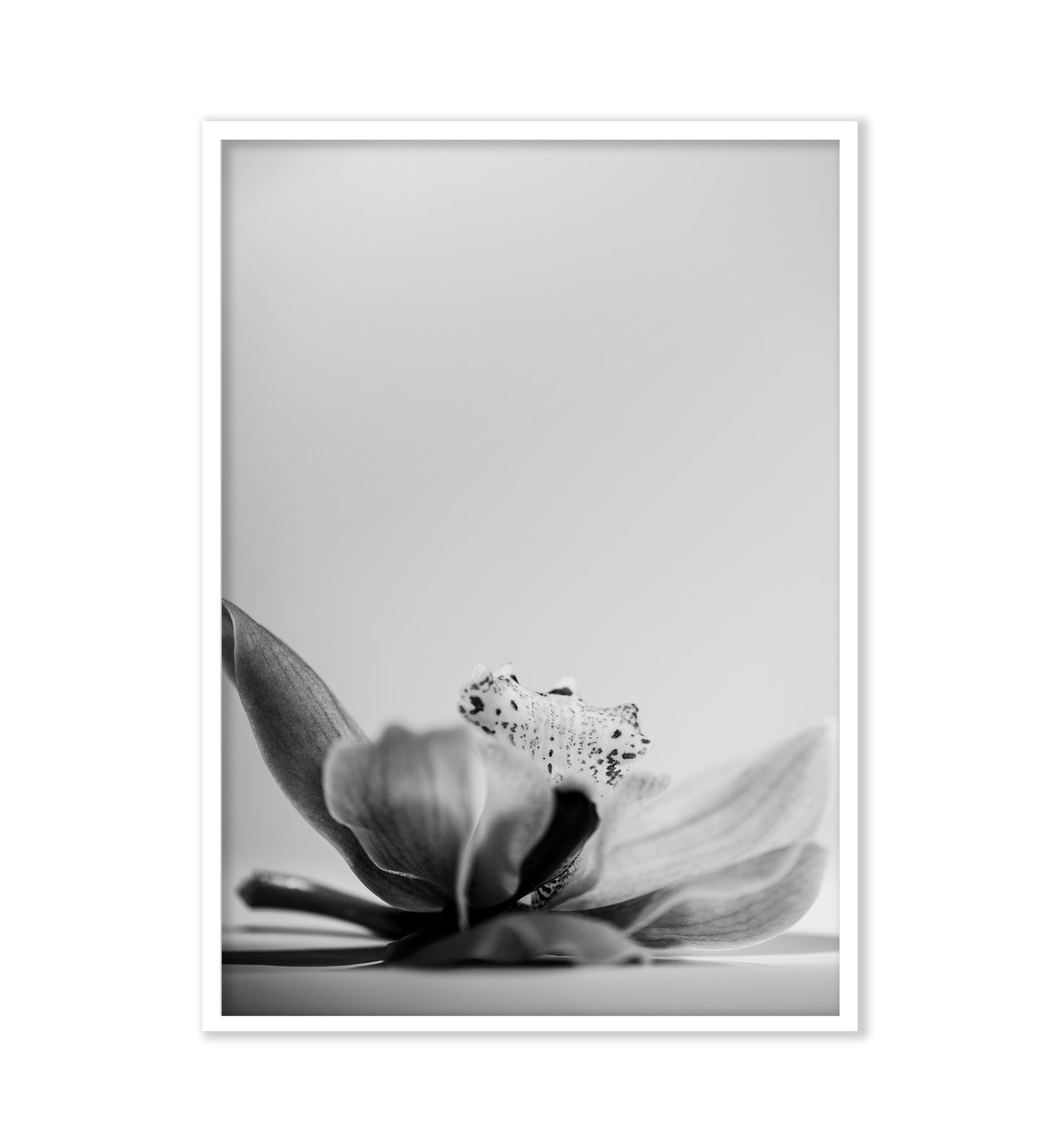 WHISPERS OF TRANQUILITY - LE